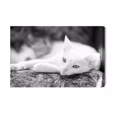 Canvastavla - A resting white cat