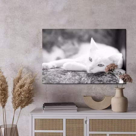 Canvastavla - A resting white cat