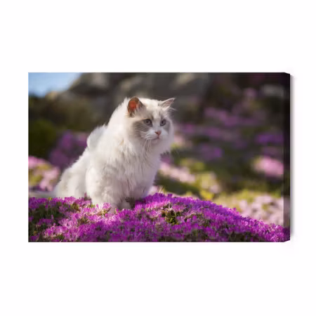 Canvastavla - Ragdoll cat among flowers