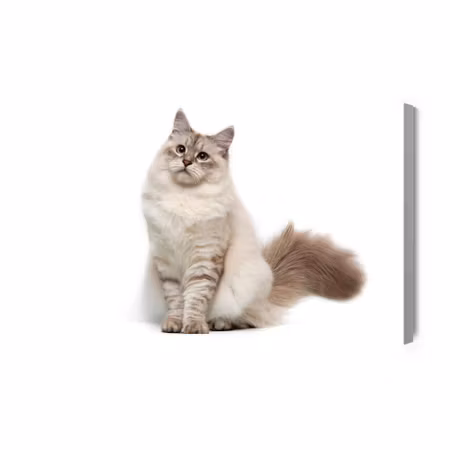 Canvastavla - Neva masquarade cat