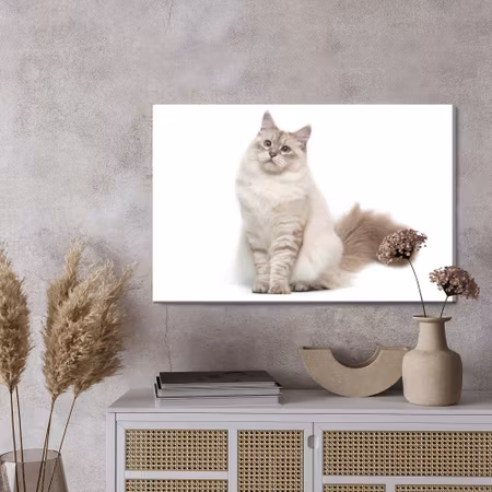 Canvastavla - Neva masquarade cat