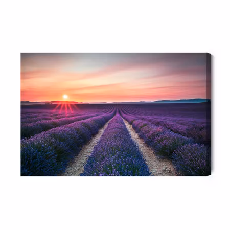 Canvastavla - Lavender field at sunset