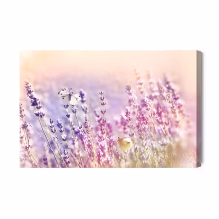 Canvastavla - Lavender flowers bathed in sunlight
