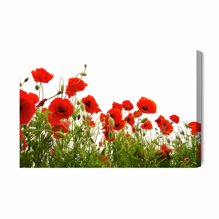 Canvastavla - Red poppies on a white background