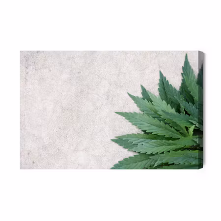 Canvastavla - Green leaves on a gray concrete