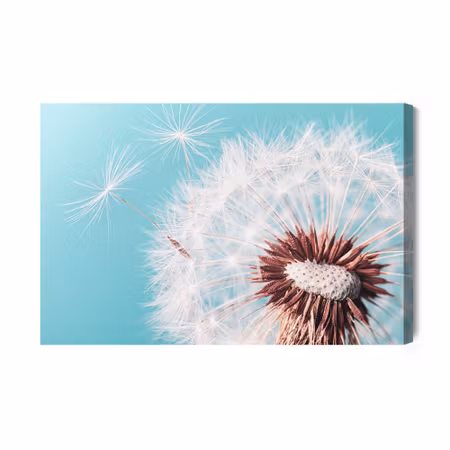 Canvastavla - Beautiful dandelion