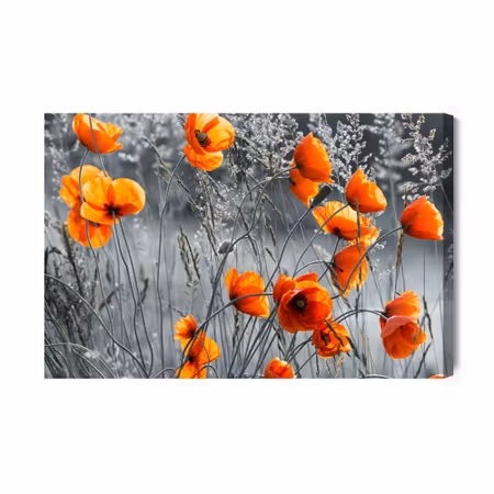 Canvastavla - Beautiful meadow poppies