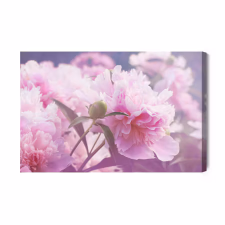 Canvastavla - Bright peonies roses