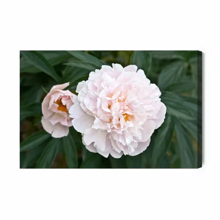 Canvastavla - Bright peony