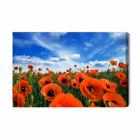 Canvastavla - Blooming poppies in a meadow 3d