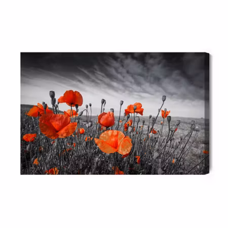 Canvastavla - Wild poppies on a black and white meadow