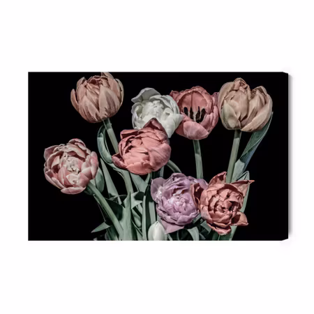 Canvastavla - Pastel tulips on a black background