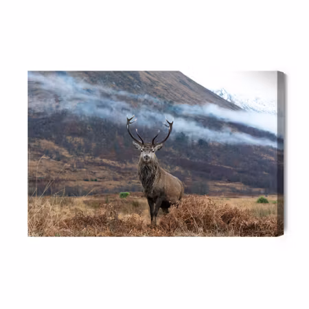 Canvastavla - The majestic deer against the backdrop