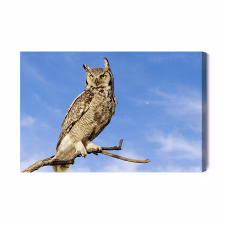 Canvastavla - Bird of prey against the sky