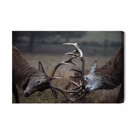 Canvastavla - Fighting deer