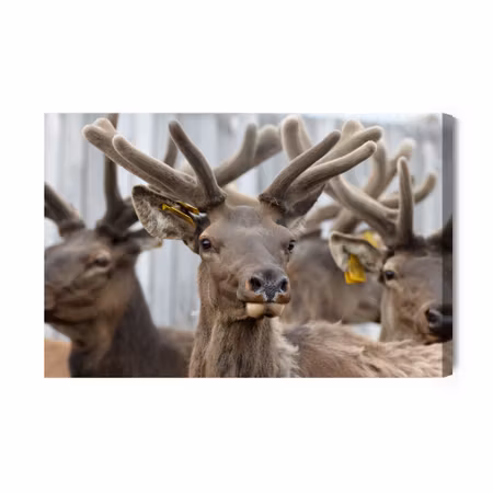 Canvastavla - A herd of reindeer