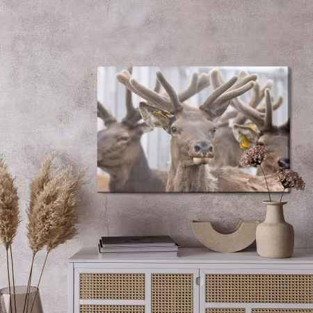 Canvastavla - A herd of reindeer