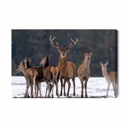 Canvastavla - A deer and a doe