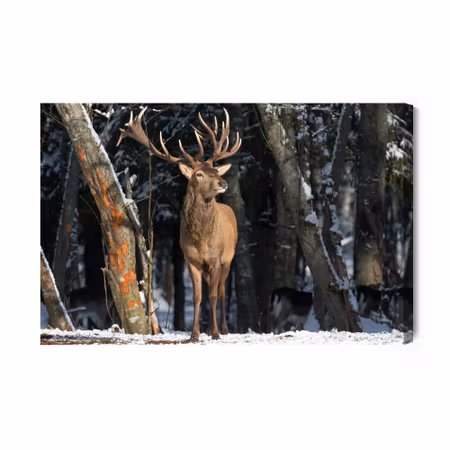 Canvastavla - A deer among the trees