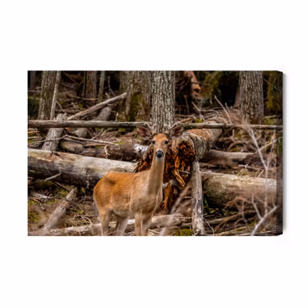 Canvastavla - A young deer among the trees