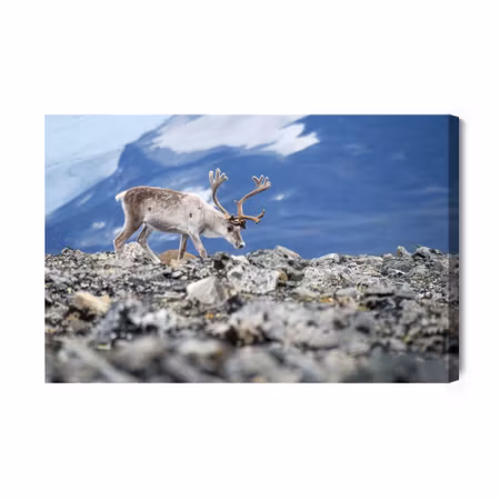 Canvastavla - Reindeer on the background of mountains