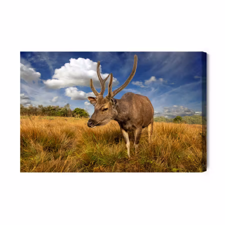 Canvastavla - A deer in a clearing