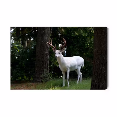 Canvastavla - Albino deer in the forest