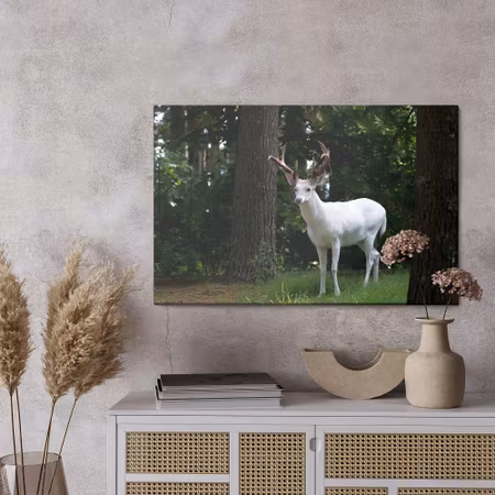 Canvastavla - Albino deer in the forest