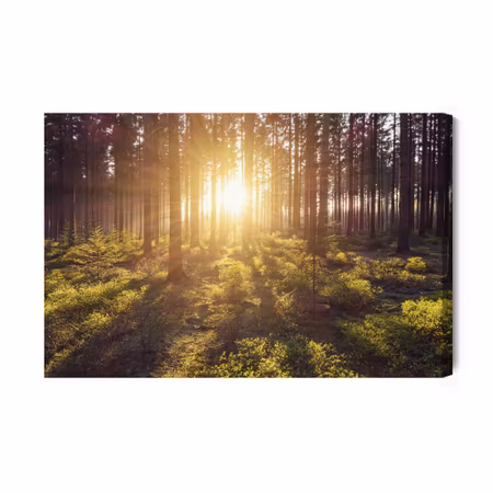 Canvastavla - The sun&#039;s rays in the forest