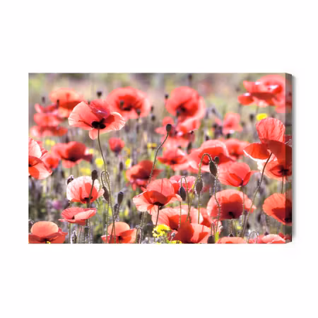 Canvastavla - Poppies in the sun