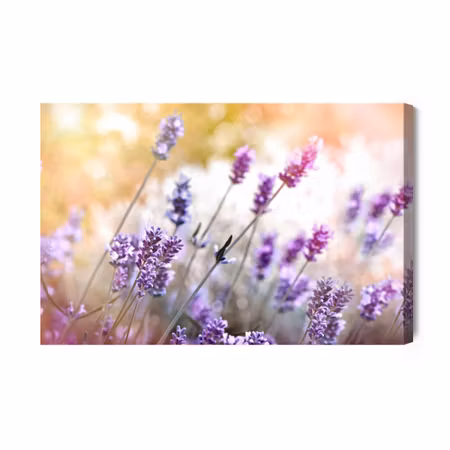 Canvastavla - Of flowering lavender