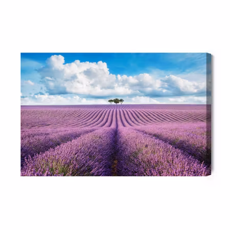 Canvastavla - Lavender field