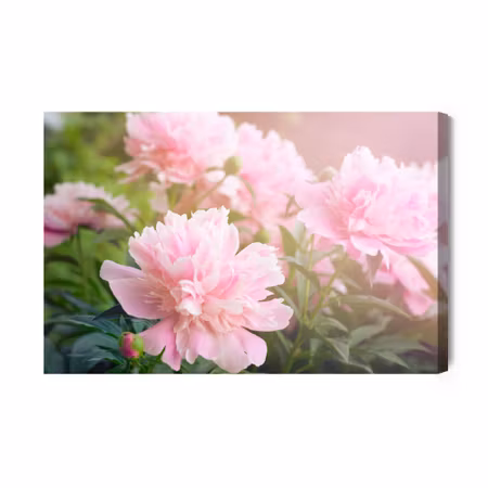 Canvastavla - Peony in the sun