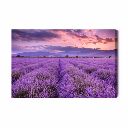 Canvastavla - Beautiful lavender landscape 3d