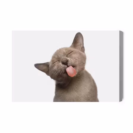 Canvastavla - Lovely kitten