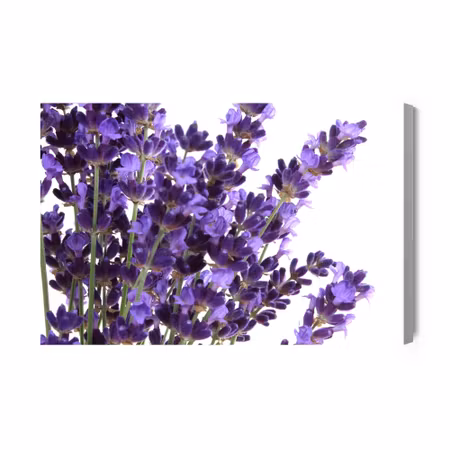 Canvastavla - Blooming lavender flowers on a white