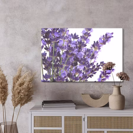 Canvastavla - Blooming lavender flowers on a white