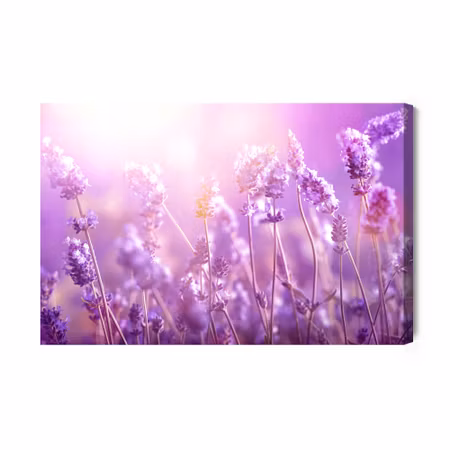 Canvastavla - Lavender flowers in the sun