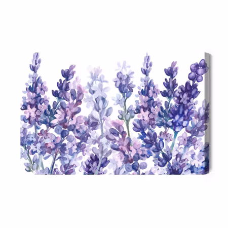 Canvastavla - Watercolor lavender on a white background