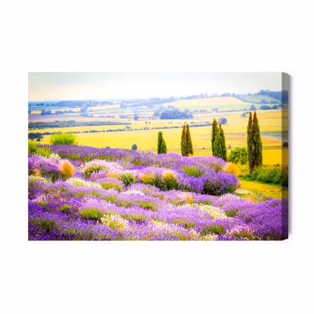 Canvastavla - Blooming lavender field with a 3d effect