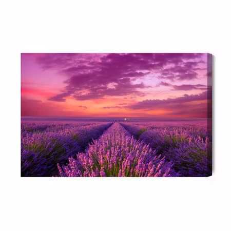 Canvastavla - Lavender blooming field in provence