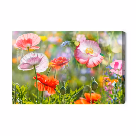 Canvastavla - Poppies on a sunny meadow