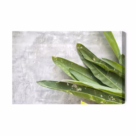 Canvastavla - Green leaves on a concrete background