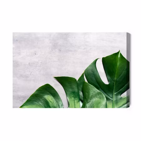Canvastavla - Monstera leaves on a concrete background