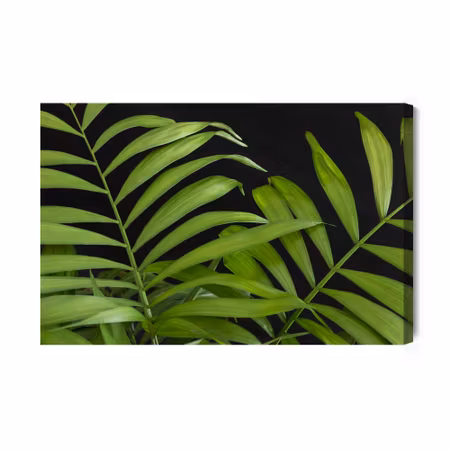Canvastavla - Green tropical leaves on a black