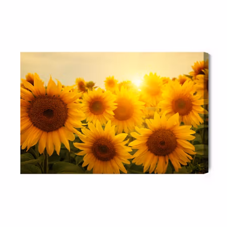 Canvastavla - Sunset over the sunflowers