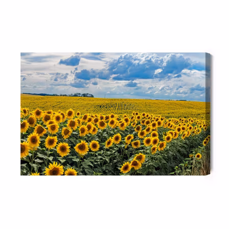 Canvastavla - Summer landscape with sunflowers