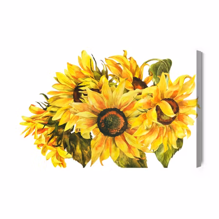 Canvastavla - Sunflowers as painted on a white