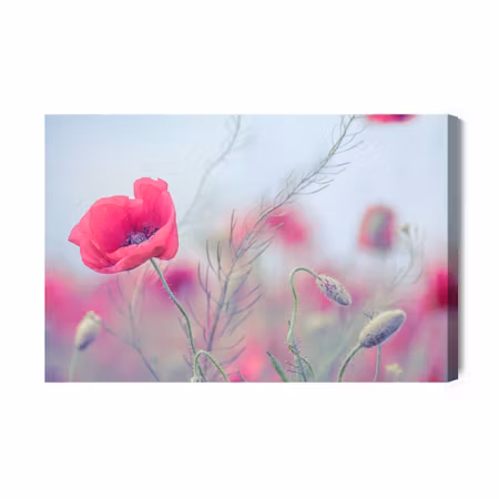 Canvastavla - Delicate poppies
