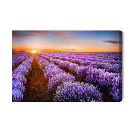 Canvastavla - Lavender at sunset